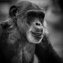 Close-up of chimpanzee looking away 