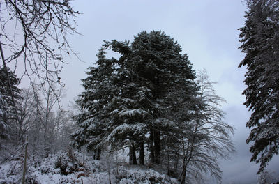 Low angle view of trees against sky during winter