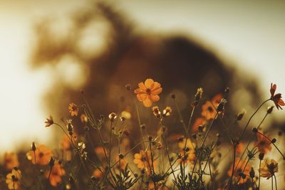 Close-up of flowering plants on field