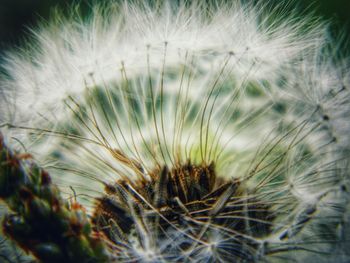 Close-up of plant