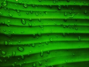 Full frame shot of raindrops on green leaves
