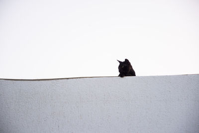 Black cat on wall against clear sky