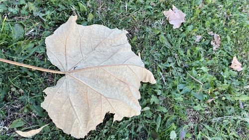 High angle view of dry leaves on land