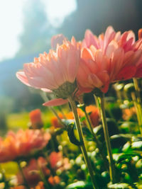Close-up of pink flowering plant