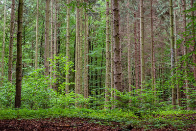 Woodland area of granitz, european beech, fagus sylvatica, and sessile oak, quercus petraea, rugen