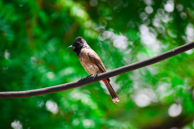 Bird perching on a branch