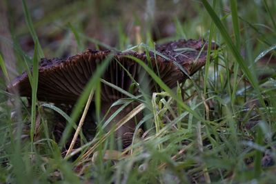Close-up of dark mushroom growing on field