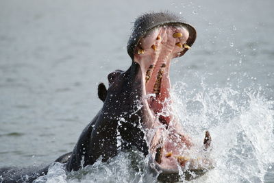 Close-up of hippopotamus with mouth open standing in lake