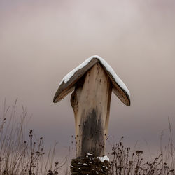 Mushroom growing on field against sky during winter