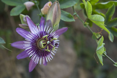 Close-up of purple flowering plant