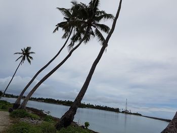 Palm tree by sea against sky