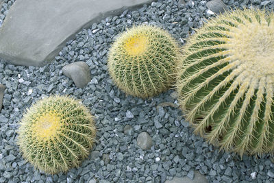 High angle view of succulent plant