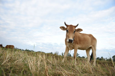 View of cow on field