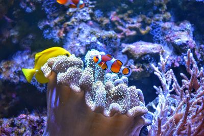 Close-up of fish in sea