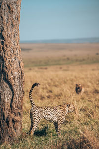 View of a cat on landscape