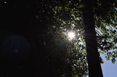 Low angle view of trees against sky