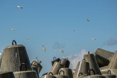 Low angle view of seagulls flying in sky