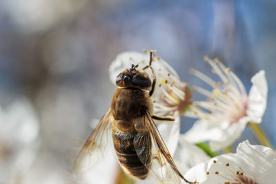 Close-up of bee pollinating on flower