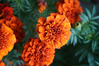 Close-up of orange marigold flower