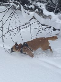 Dog in snow