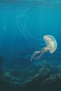 Close-up of jellyfish swimming in sea