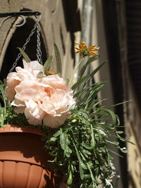 Close-up of flowers blooming outdoors