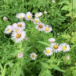 High angle view of white flowers blooming in park