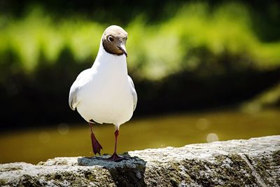 Close-up of bird perching on railing