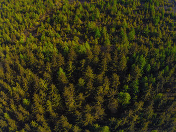 High angle view of pine trees in forest