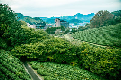 High angle view of tea crops and buildings against sky