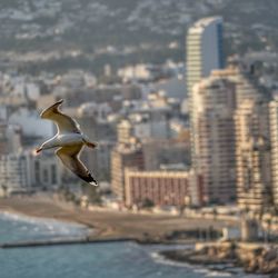 Seagulls flying over sea in city