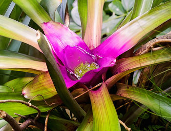 Close-up of flowers