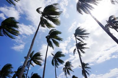 Low angle view of trees against sky