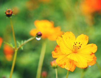 Close-up of yellow flowering plant