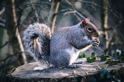 Close-up of squirrel eating outdoors