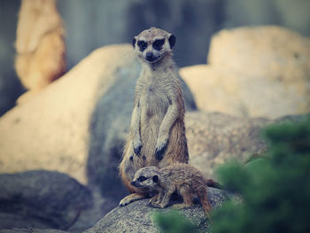 Meerkats grown up and a child