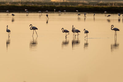 Flamingos in lake