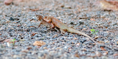 Close-up of lizard