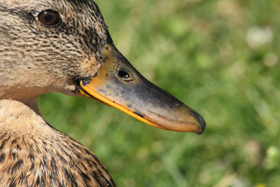 Close-up of bird