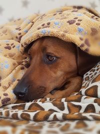 Close-up portrait of a dog resting