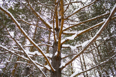 Low angle view of snow covered tree in forest