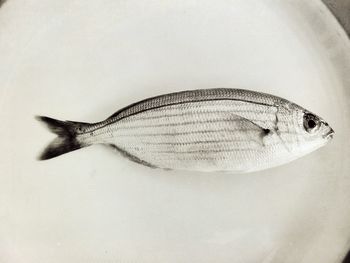 Close-up of fish over white background