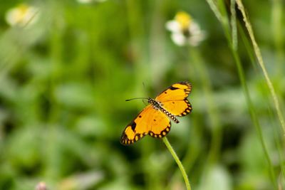 Close-up of butterfly pollinating on flower