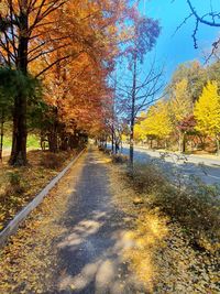 Road amidst trees against sky during autumn