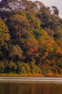 Scenic view of lake in forest during autumn