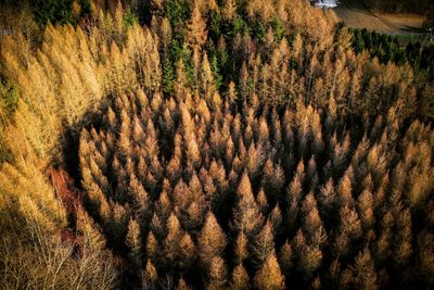 High angle view of pine trees in forest