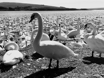 Swan swimming on lake against sky