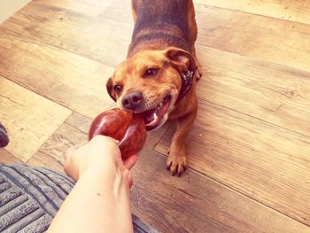 Dog biting toy being held by person on floorboard