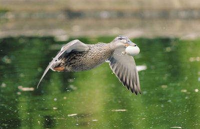 Seagull flying over lake