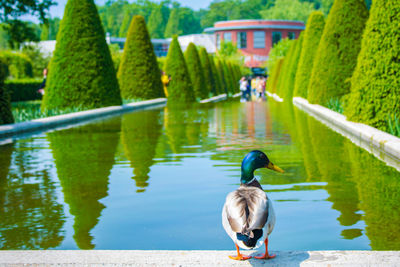 Ducks on a lake